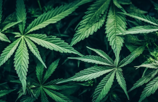 background of cannabis marijuana leaves on medical weed hemp bushes. Generative AI illustration