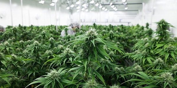 cannabis plantage