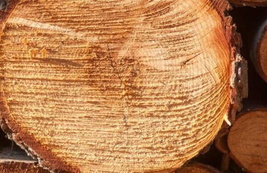 Holz