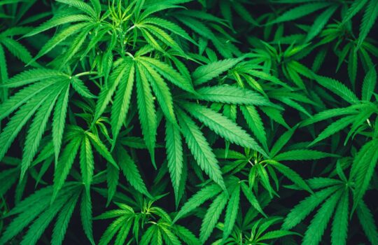 Canopy Growth
