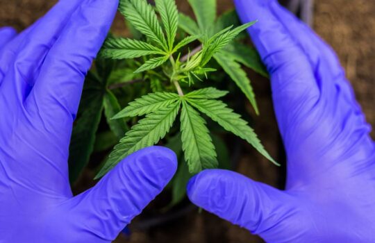 Aurora Cannabis