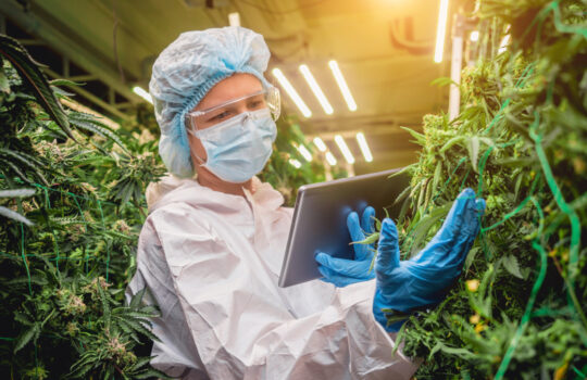 Female researcher examine cannabis leaves and buds in a greenhouse enters data into a tablet